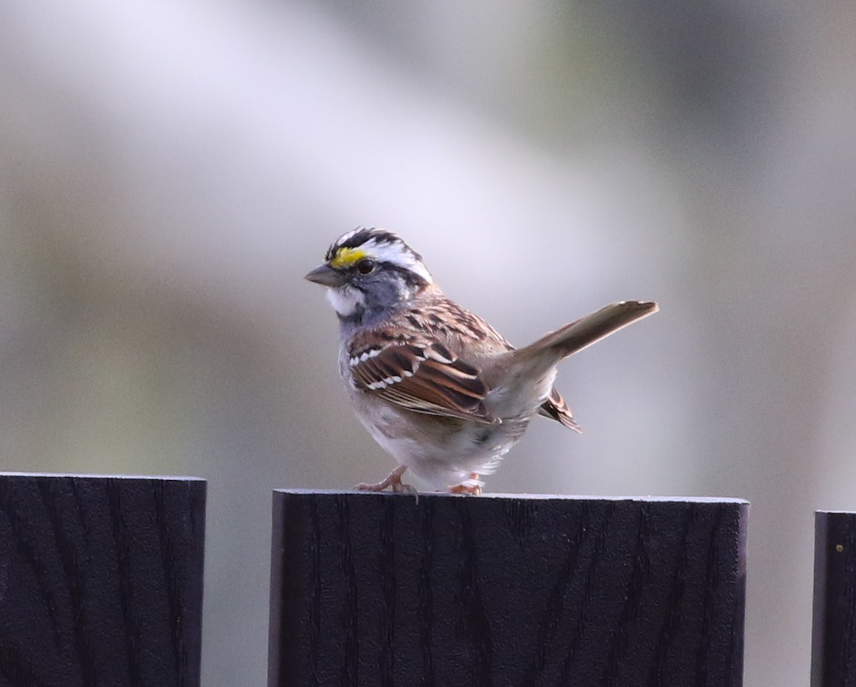 White-throated Sparrow - ML217365691
