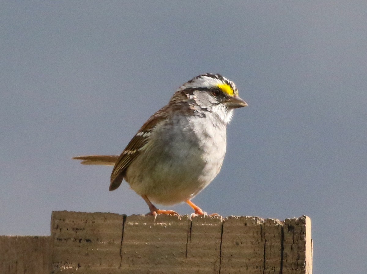 White-throated Sparrow - ML217365701