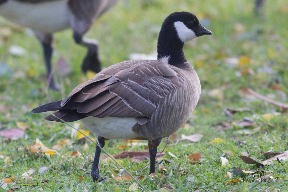 Cackling Goose (minima) - David Vander Pluym