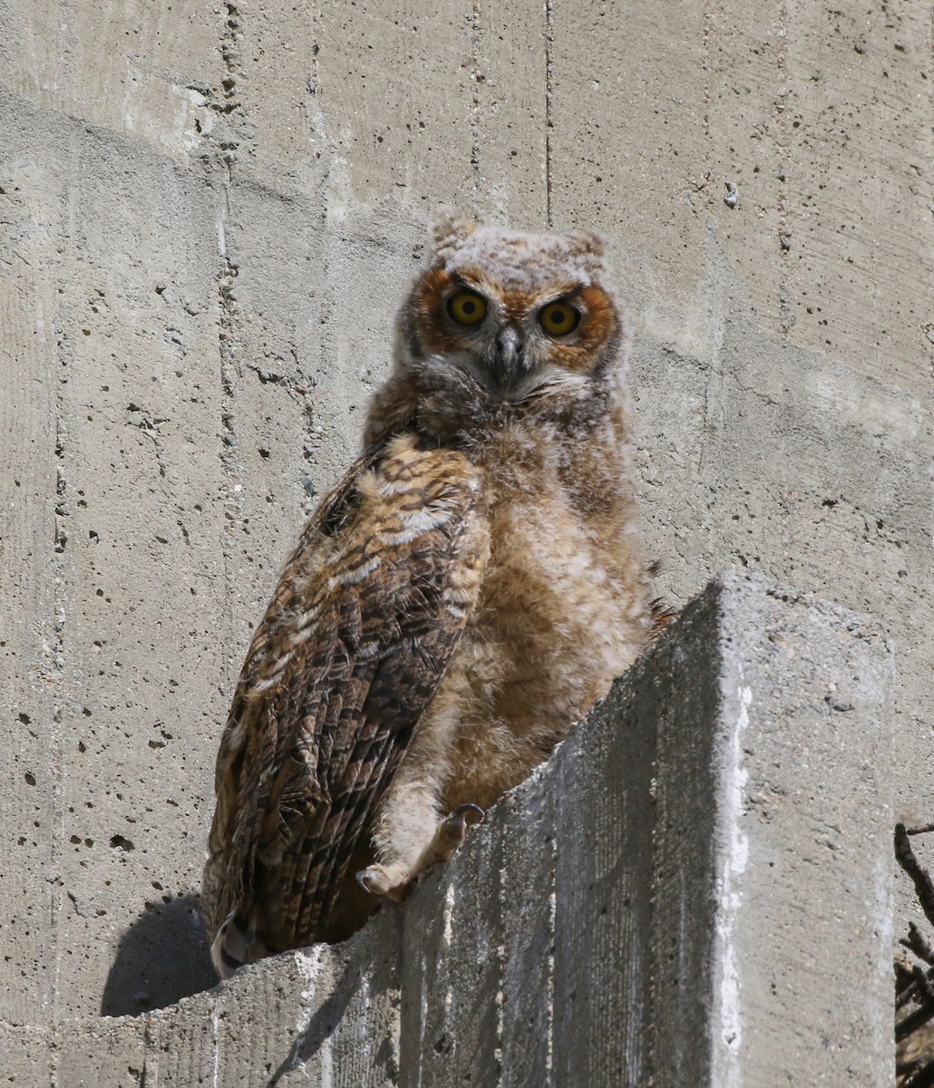 Great Horned Owl - ML217366081