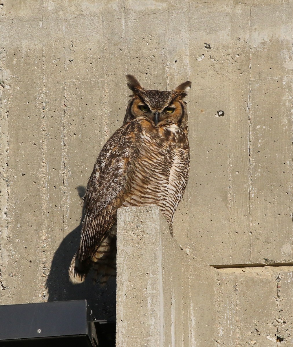 Great Horned Owl - ML217366111