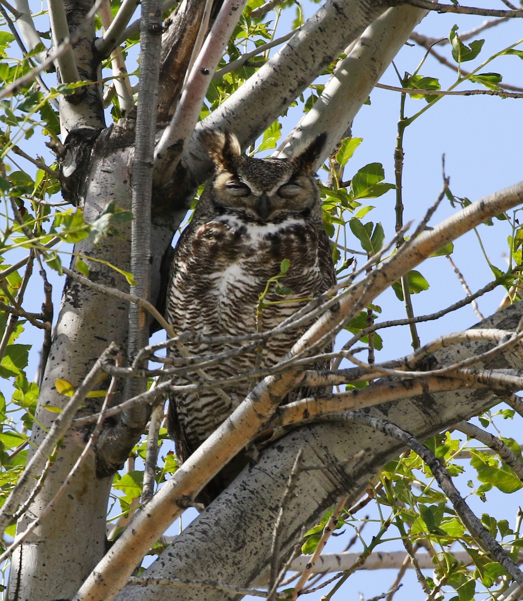 Great Horned Owl - ML217366211