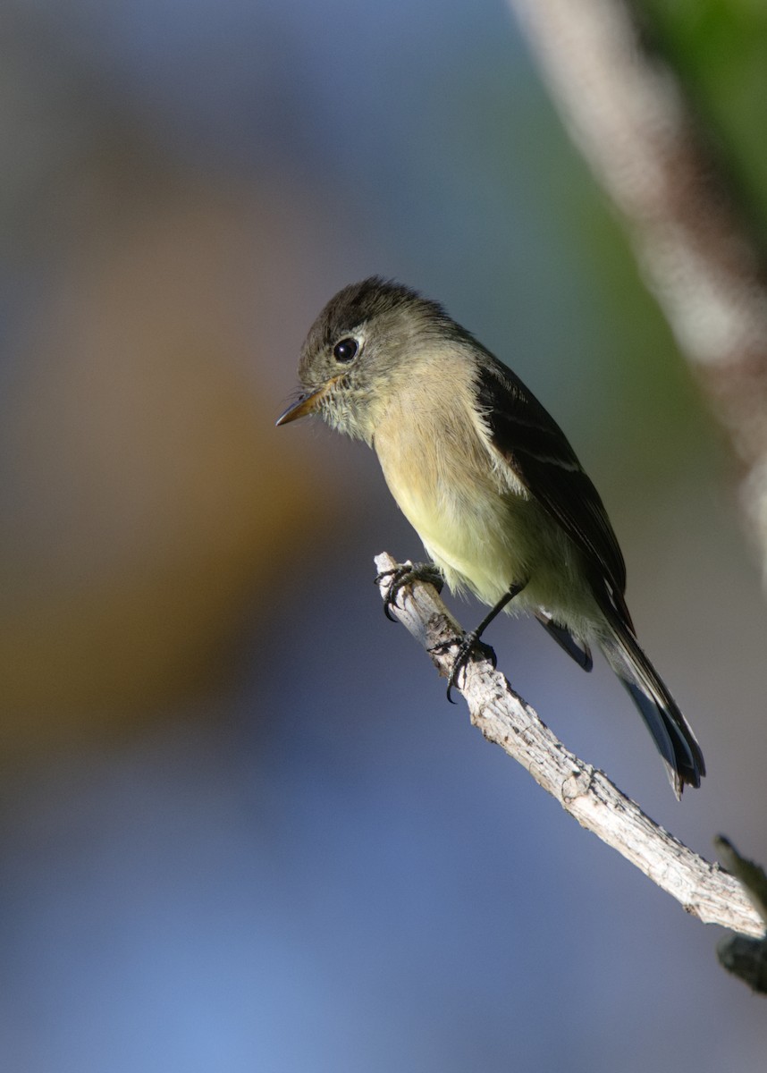 Black-capped Flycatcher - Forrest Rowland
