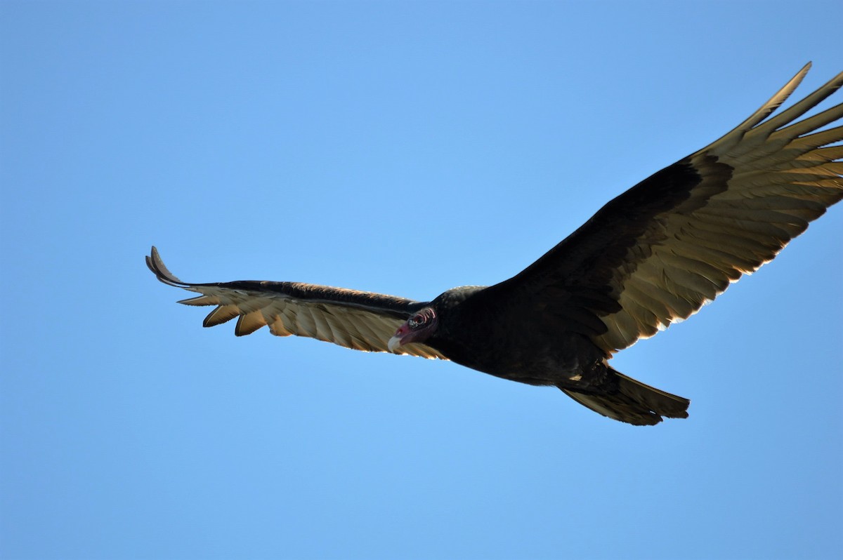Turkey Vulture - Bruce Cochrane