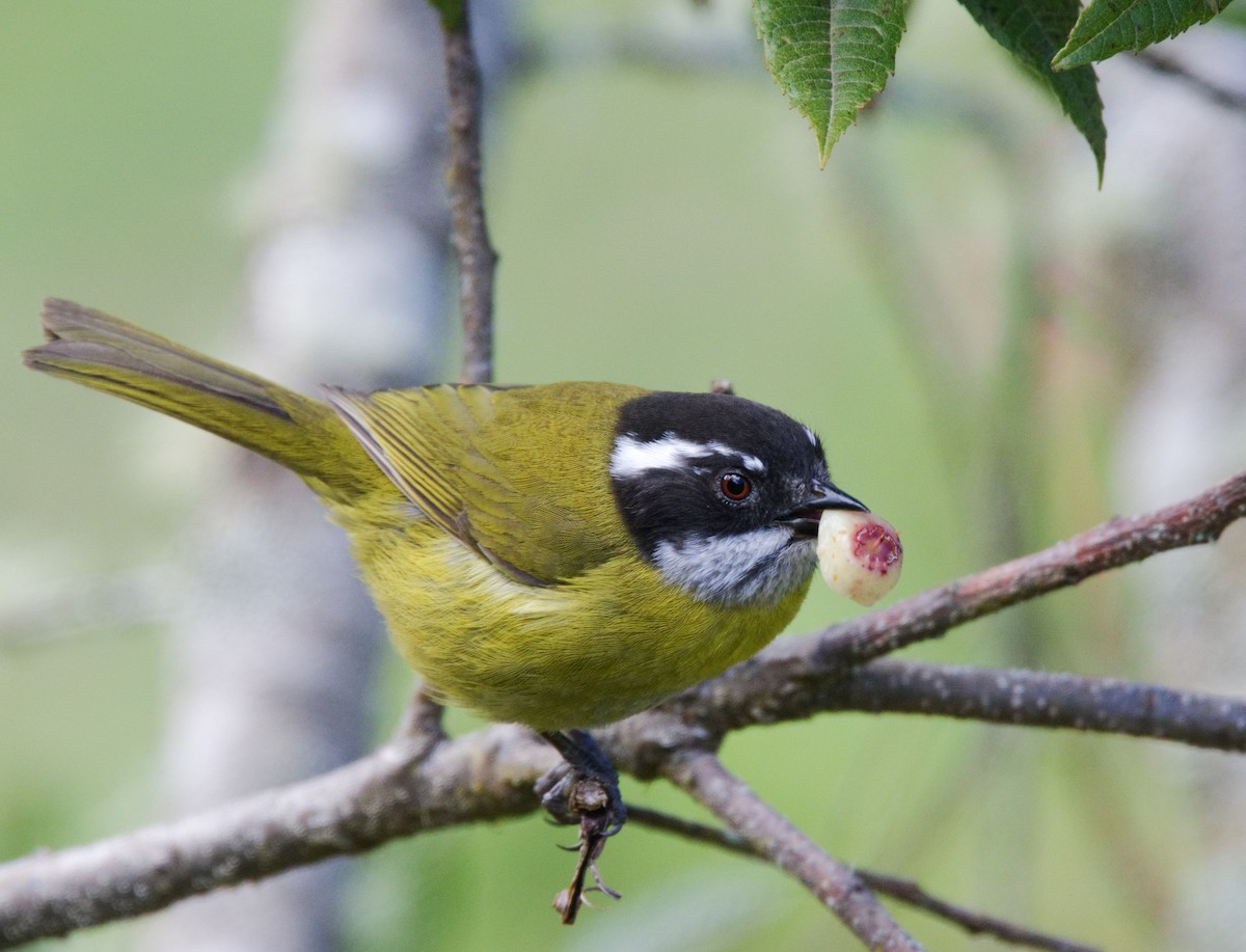 Sooty-capped Chlorospingus - ML217373201