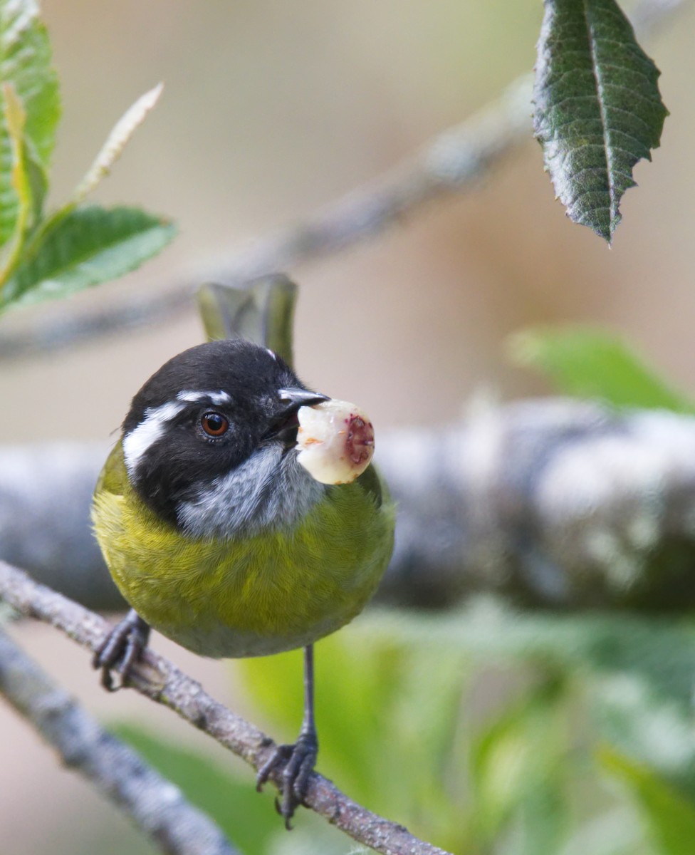 Sooty-capped Chlorospingus - ML217373211
