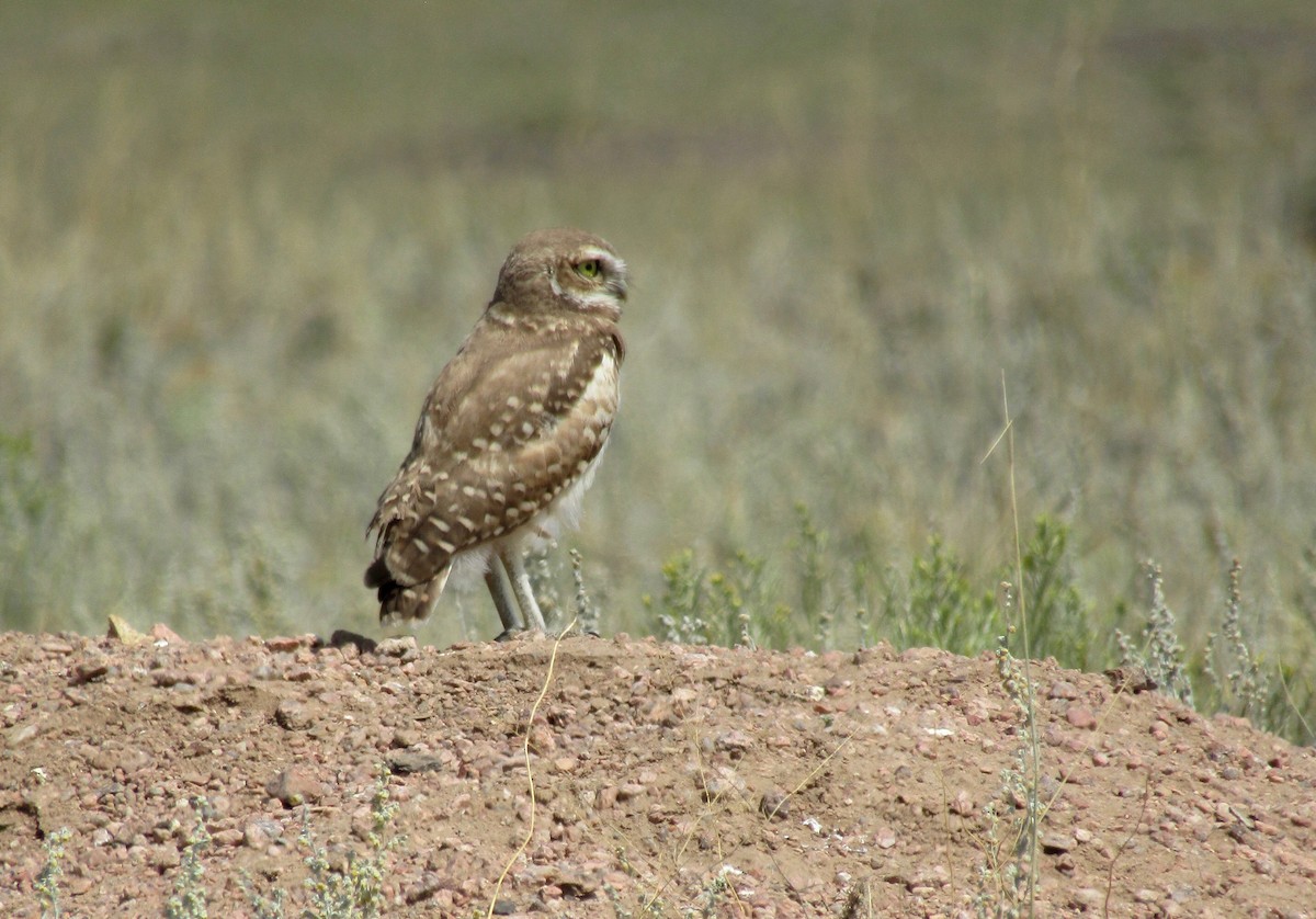Burrowing Owl - Al Zerbe