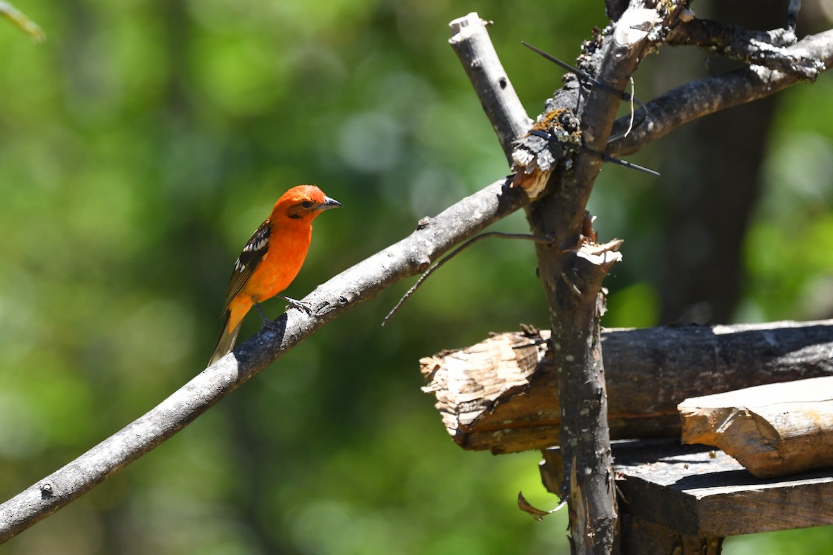 Flame-colored Tanager - ML217377111