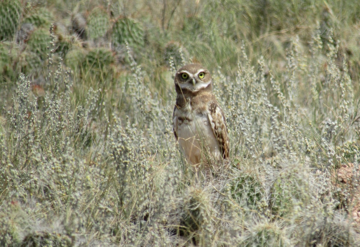 Burrowing Owl - Al Zerbe