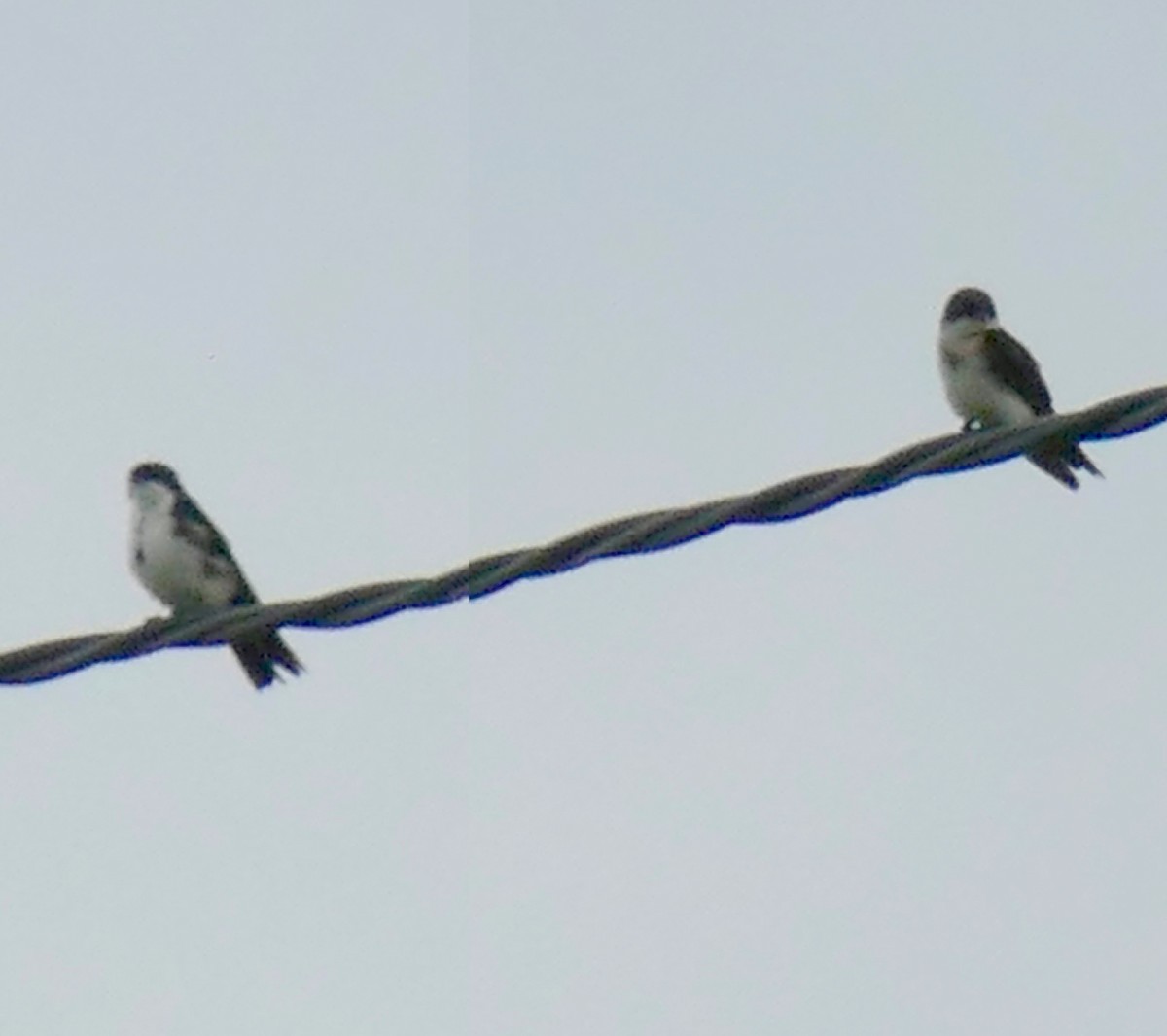 Blue-and-white Swallow - ML217377681