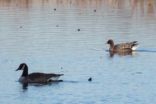 Pink-footed Goose, ML217377951