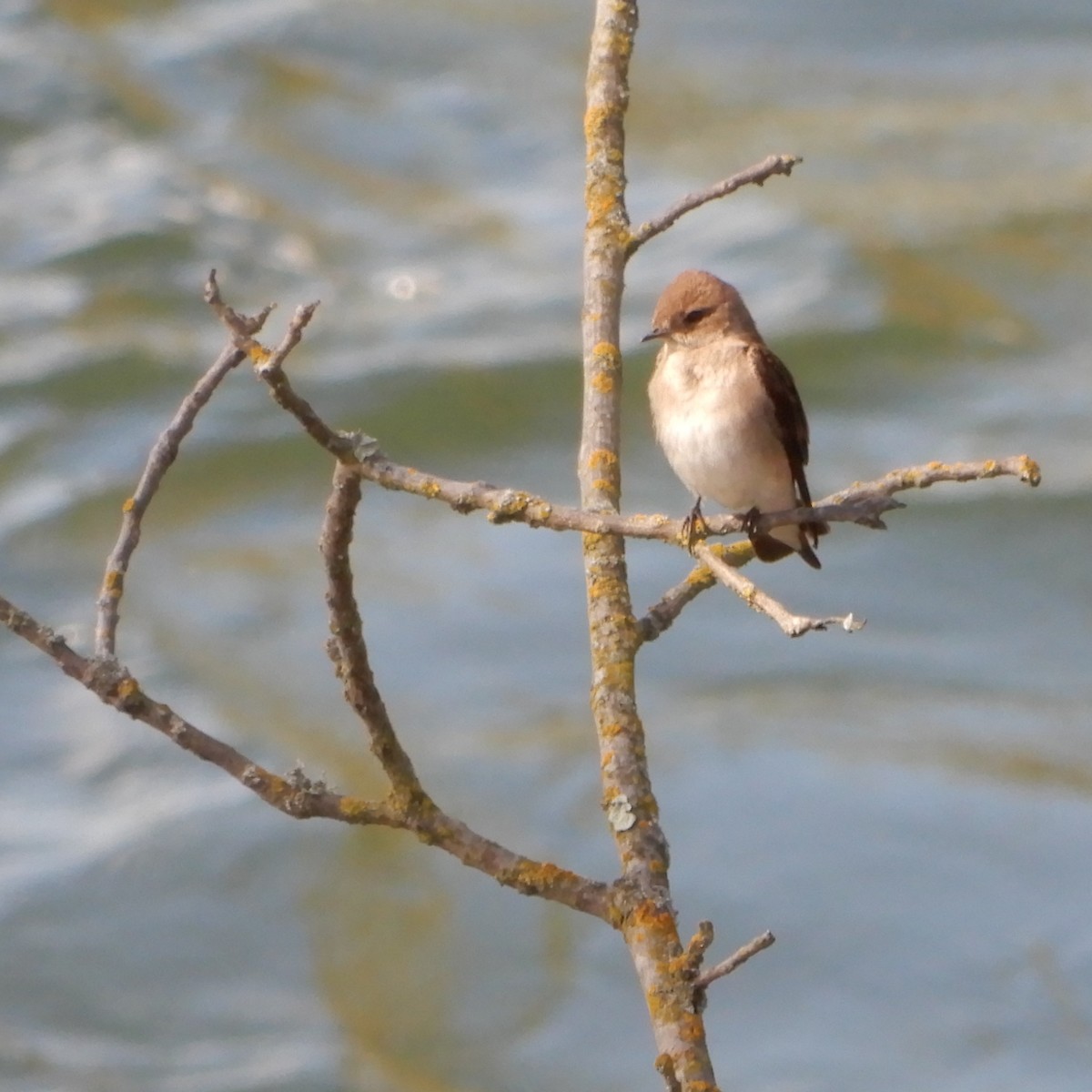 Northern Rough-winged Swallow - ML217378801