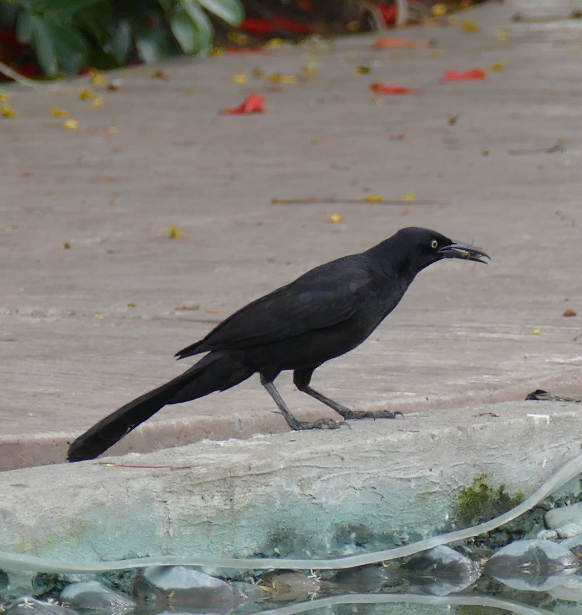 Great-tailed Grackle - ML217379381