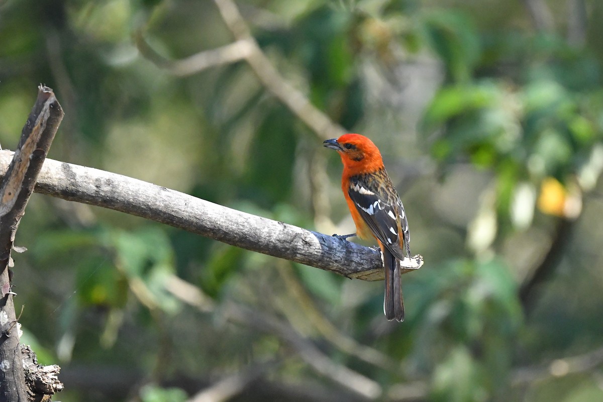Flame-colored Tanager - Ting-Wei (廷維) HUNG (洪)