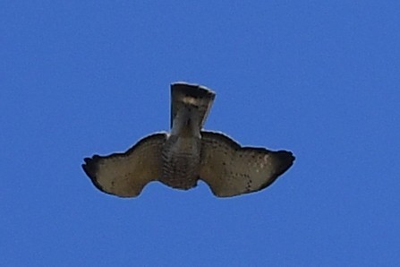 Short-tailed Hawk - Ting-Wei (廷維) HUNG (洪)
