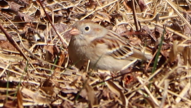 Field Sparrow - valerie heemstra