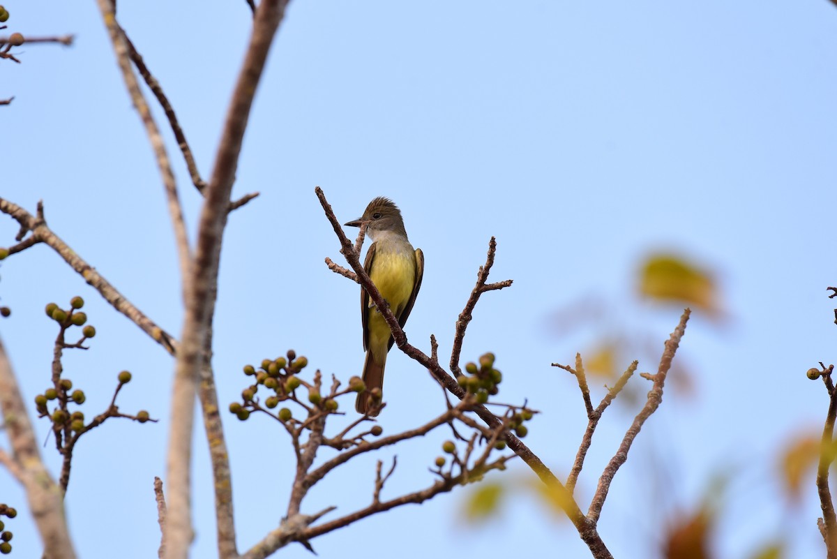 Great Crested Flycatcher - ML217381881