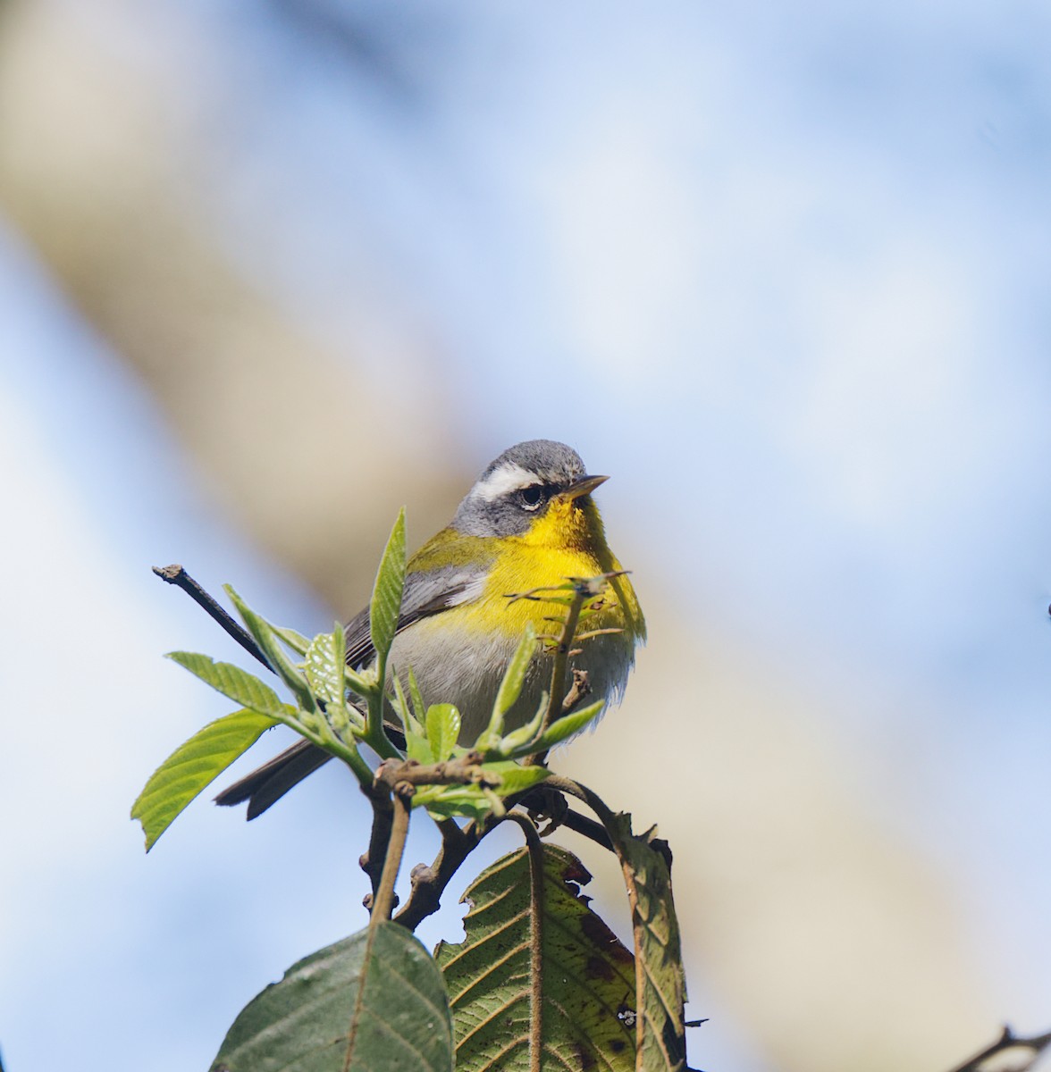 Crescent-chested Warbler - ML217382381