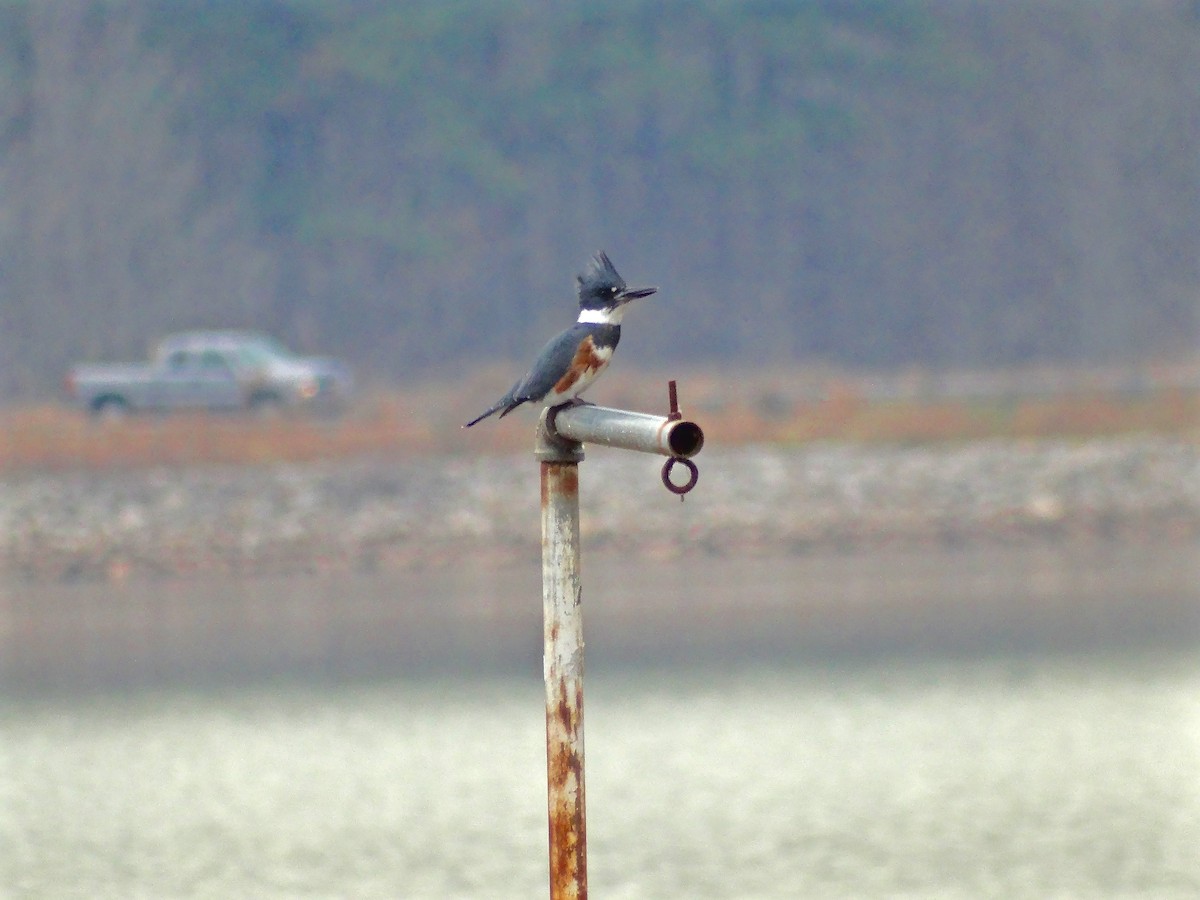 Belted Kingfisher - Hans Gonzembach