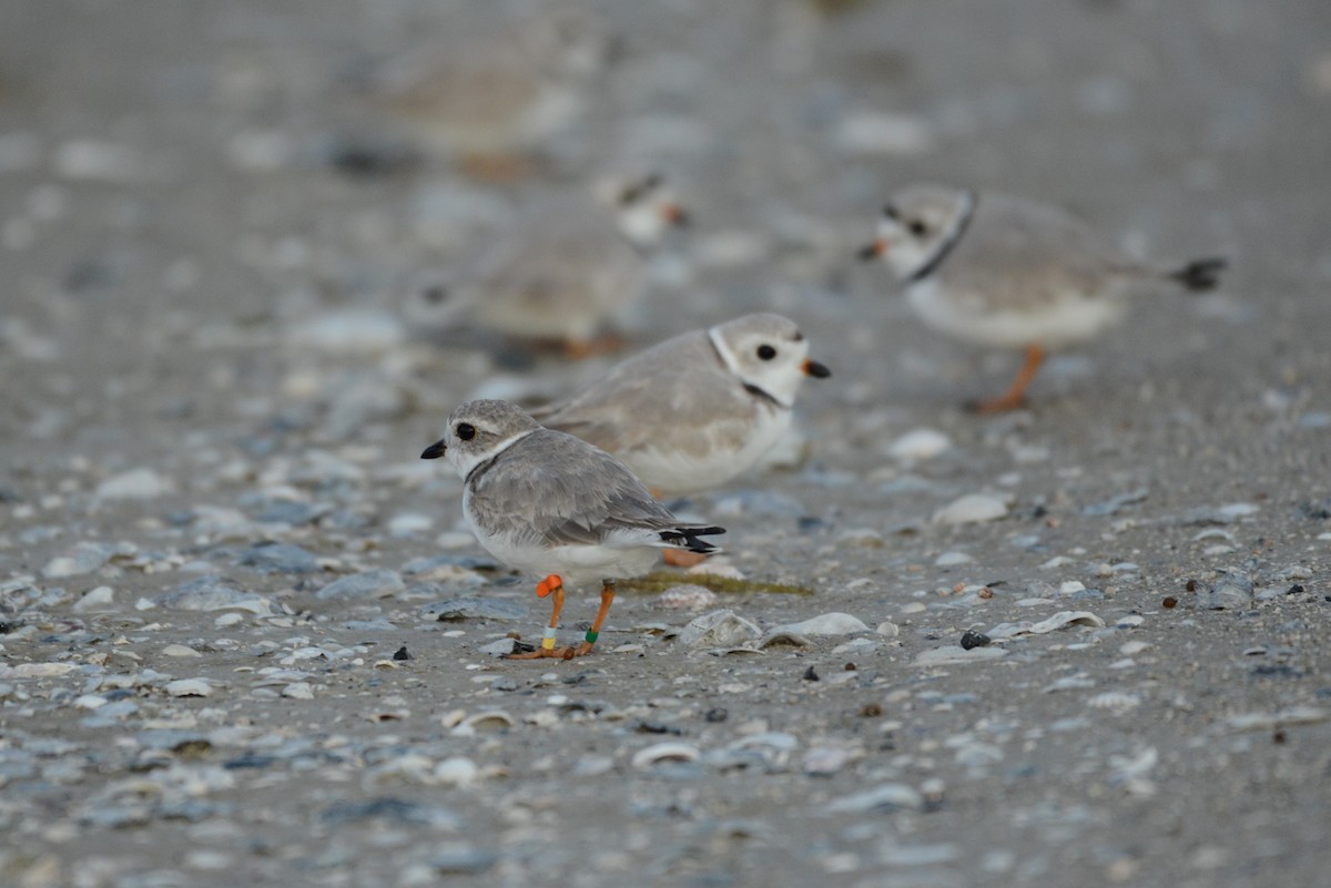 Piping Plover - ML217385531