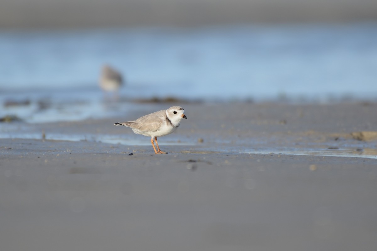 Piping Plover - ML217386581