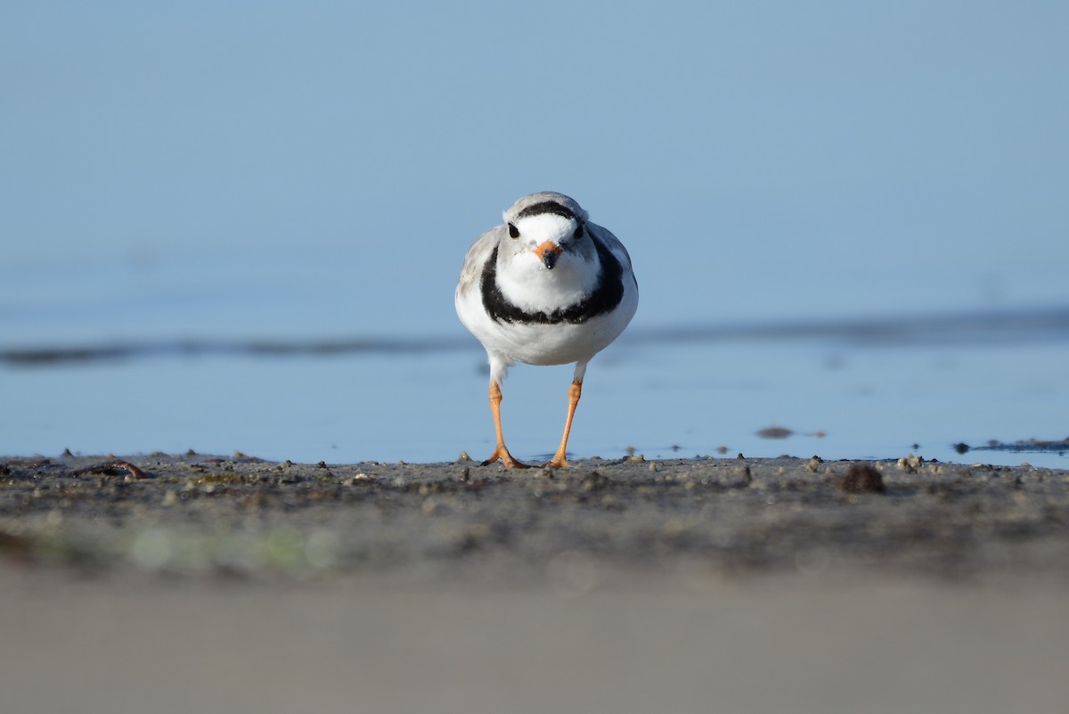 Piping Plover - ML217386591