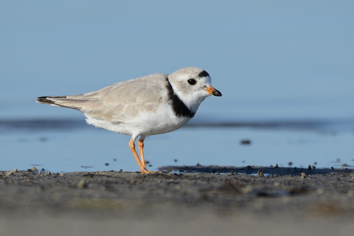 Piping Plover - ML217386611