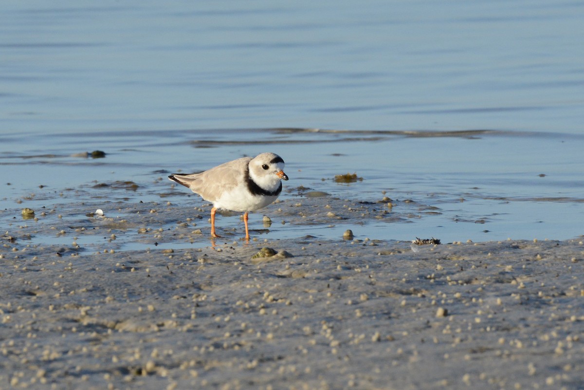 Piping Plover - ML217386631