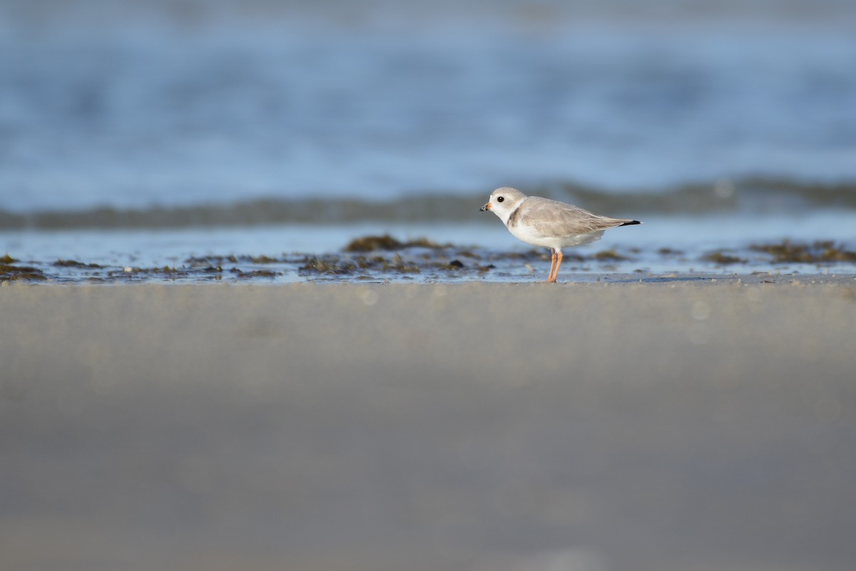 Piping Plover - ML217386641