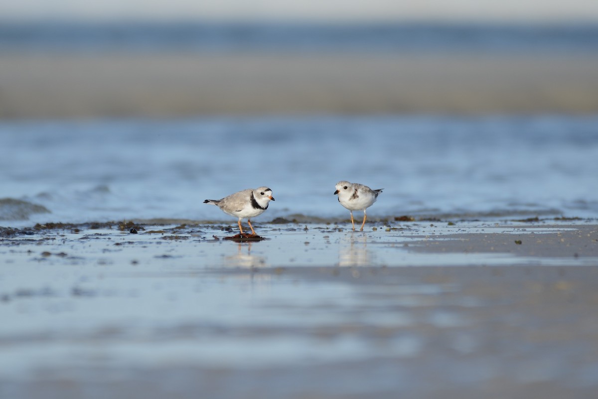 Piping Plover - ML217386651