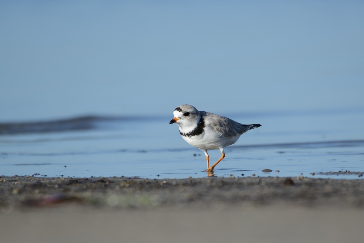 Piping Plover - ML217386661