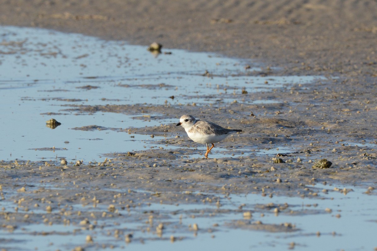 Piping Plover - ML217386701