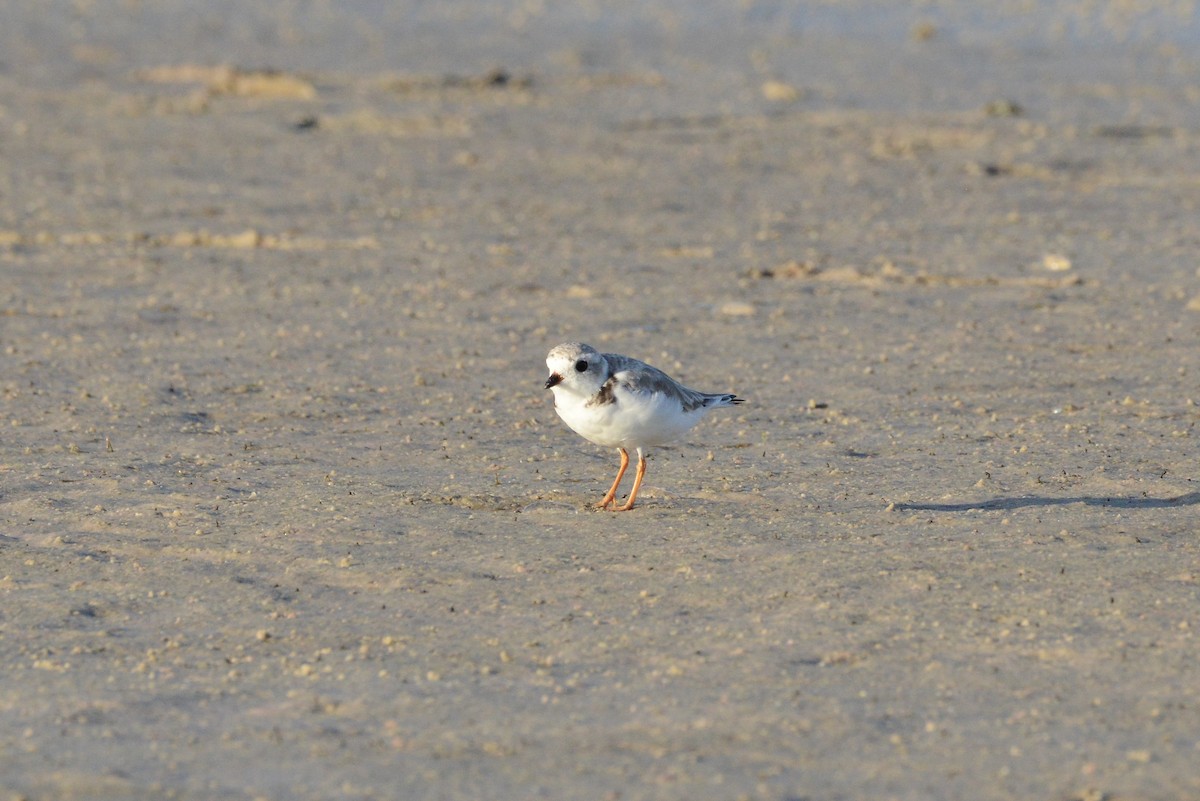 Piping Plover - ML217386711