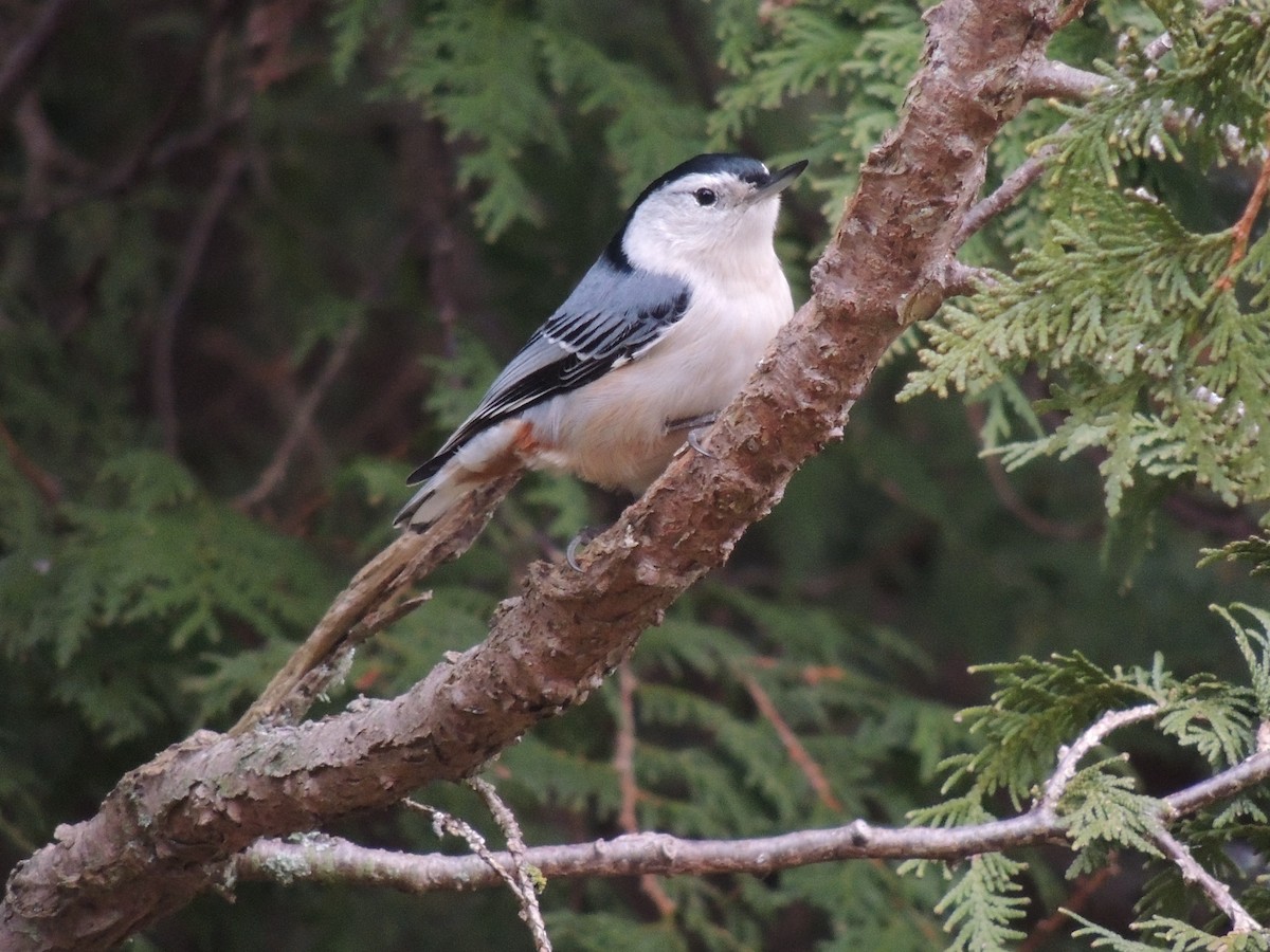 White-breasted Nuthatch - ML21739521