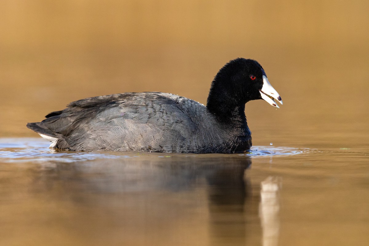 American Coot - Brad Imhoff