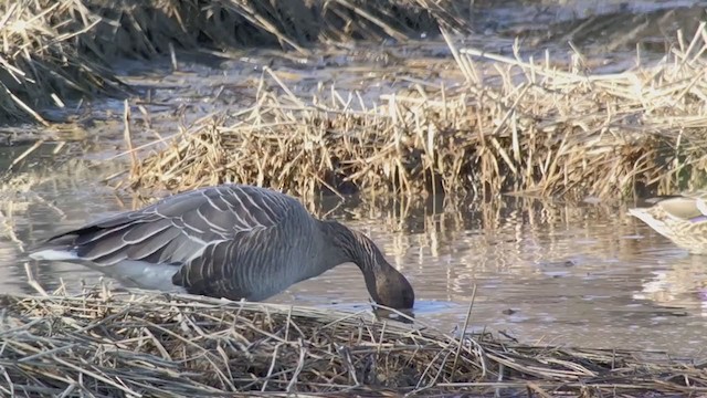 Pink-footed Goose - ML217398681
