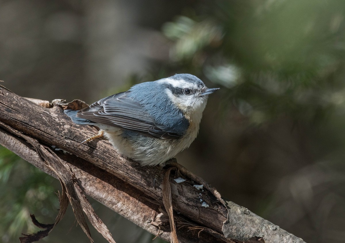 Red-breasted Nuthatch - ML217404081