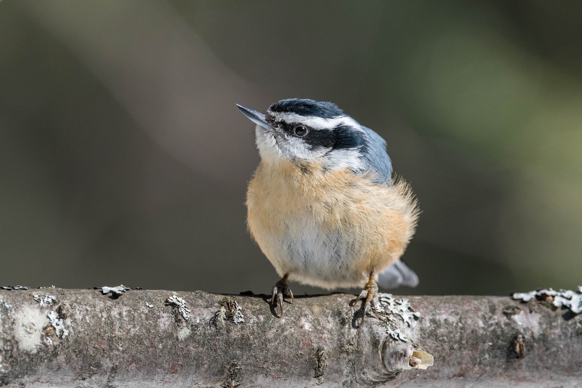 Red-breasted Nuthatch - ML217404091