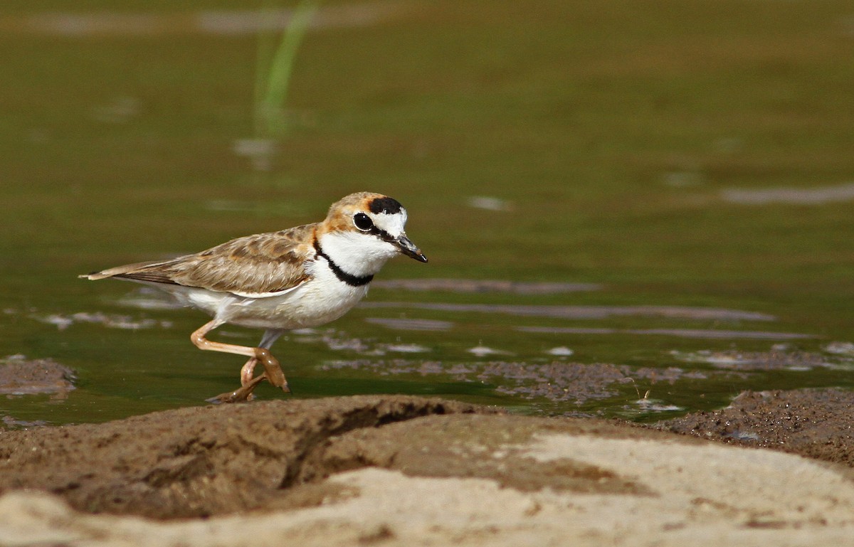 Collared Plover - ML21740461