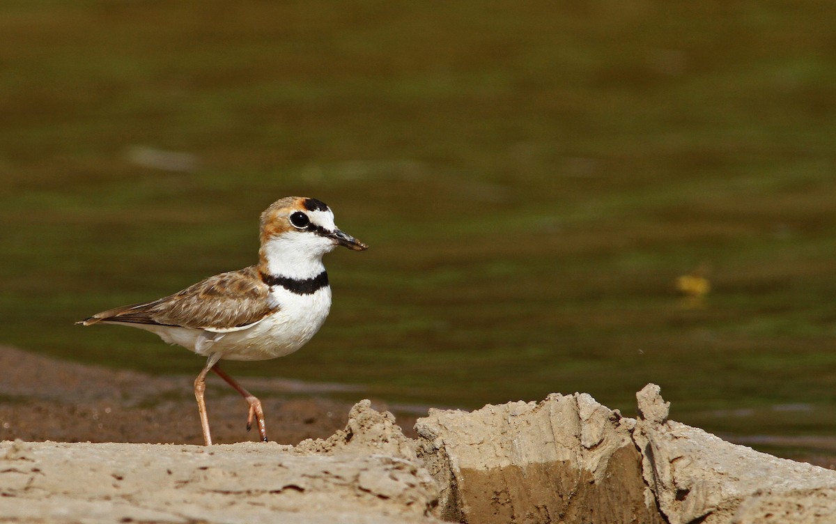 Collared Plover - ML21740471