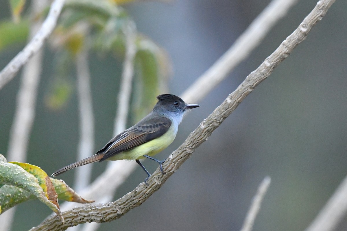 Dusky-capped Flycatcher - Ting-Wei (廷維) HUNG (洪)