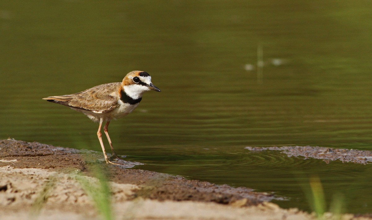 Collared Plover - ML21740491