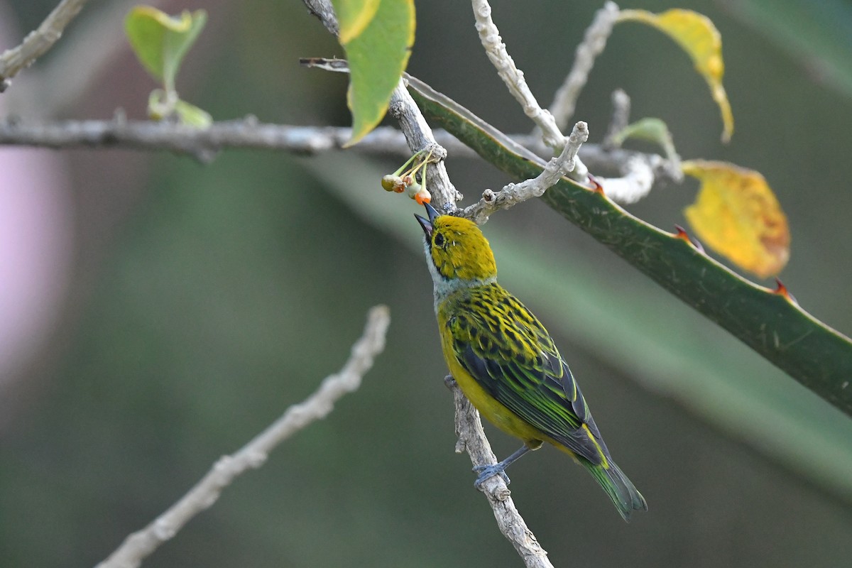 Silver-throated Tanager - Ting-Wei (廷維) HUNG (洪)