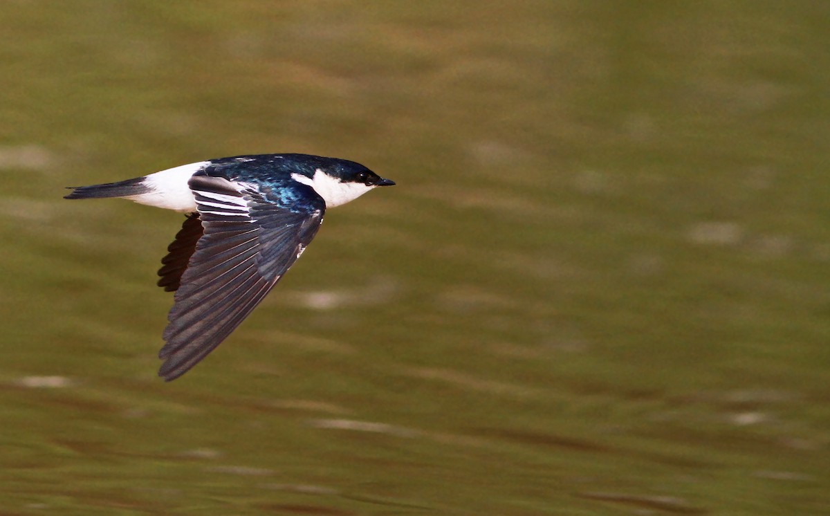 White-winged Swallow - Ian Davies