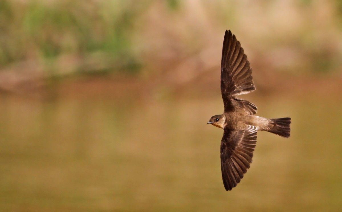 Southern Rough-winged Swallow - Ian Davies