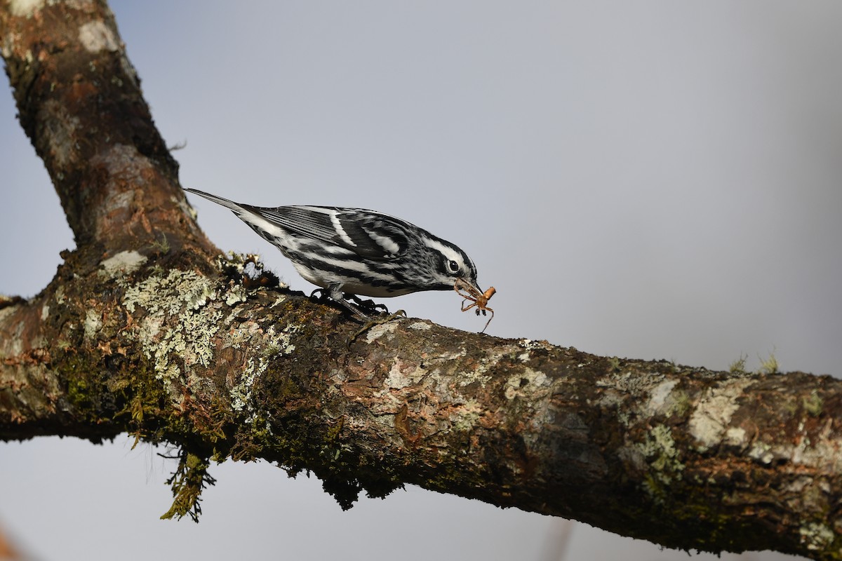 Black-and-white Warbler - Ting-Wei (廷維) HUNG (洪)