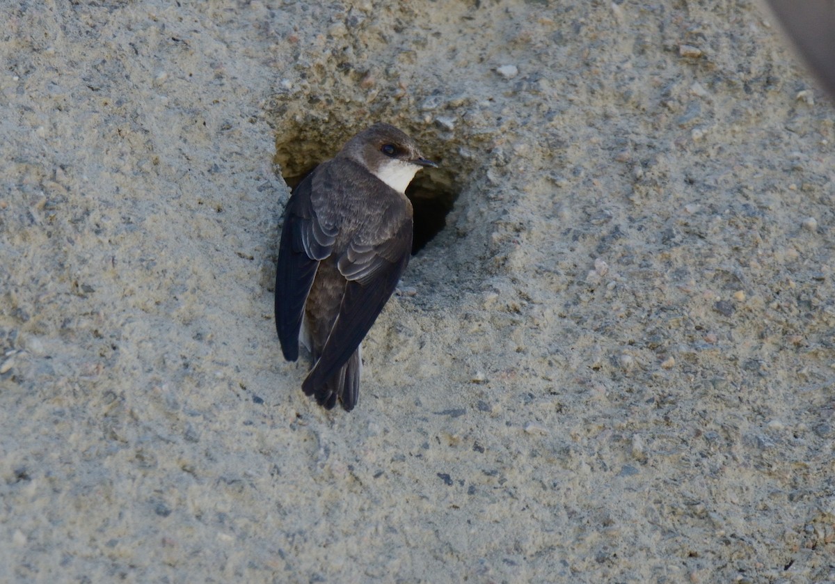 Bank Swallow - Robert Plante