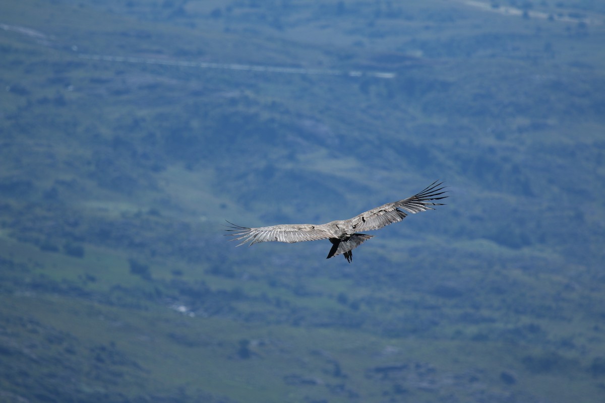 Condor des Andes - ML217409731