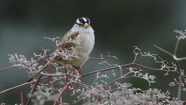 White-crowned Sparrow (pugetensis) - ML217410741