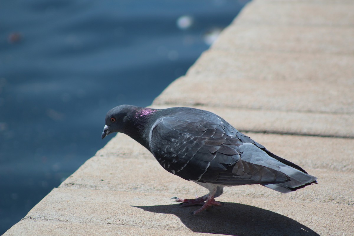 Rock Pigeon (Feral Pigeon) - ML217410961